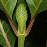 Cinchona officinalis L.